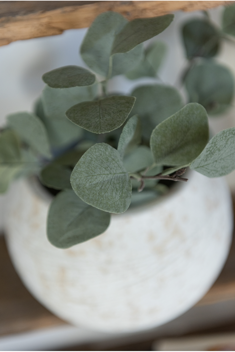 Plante Eucalyptus en plastique